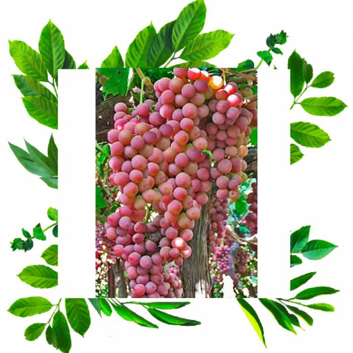 Виноград Флэйм Сидлис