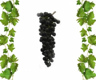 Виноград технический V-9 2
