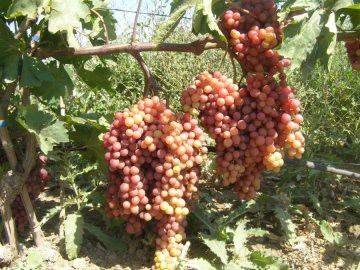 Велес (кишмиш) гибридный виноград новая селекция