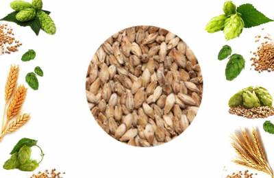 Солод Светлый Пилснер Мальт в мешке 40кг Кадмус 