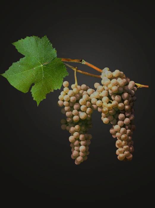 Саженцы винограда Овидиопольский неординарный винный сорт купить 