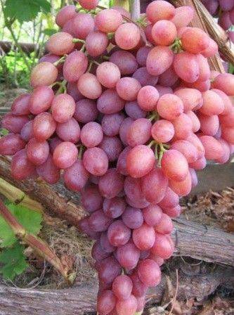 Кишмиш лучистый