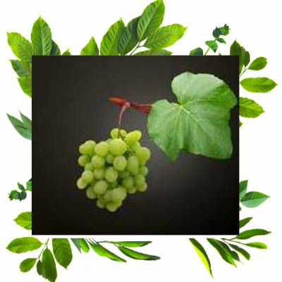 Саженцы винограда Талисман