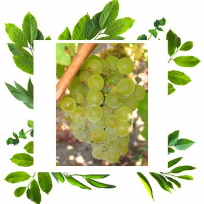 Совиньон Зеленый