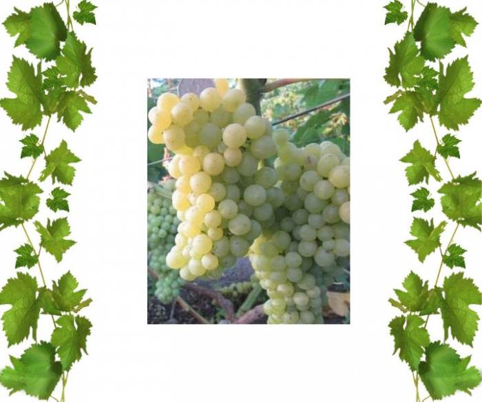 Купить кишмиш Елица