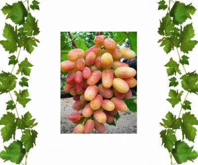 Саженцы винограда Анжелика 1