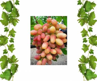 Саженцы винограда Анжелика 3