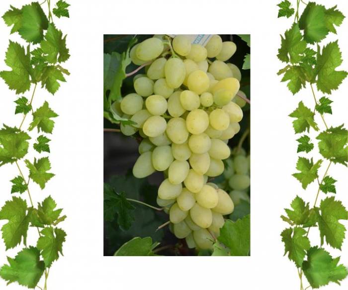 Купить кишмиш Зарница