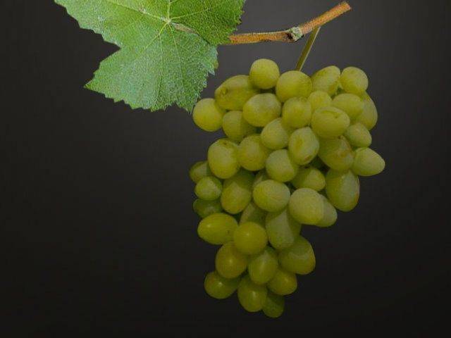 Виноградные одно годовалые саженцы Загадка 