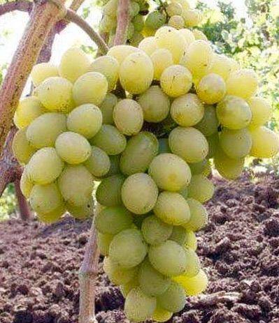 Виноградные одно годовалые саженцы Загадка 