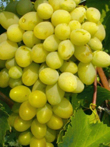 Виноградные одно годовалые саженцы Загадка 