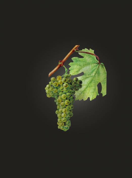 Фетяска белая