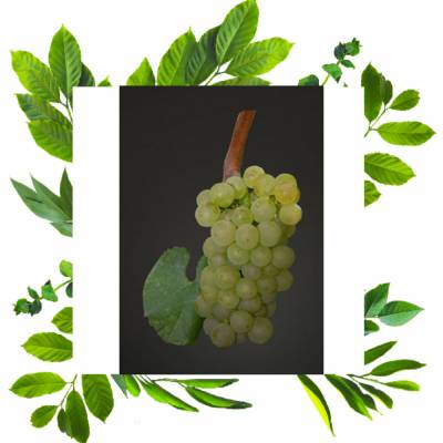 Шардоне 2-годовалый