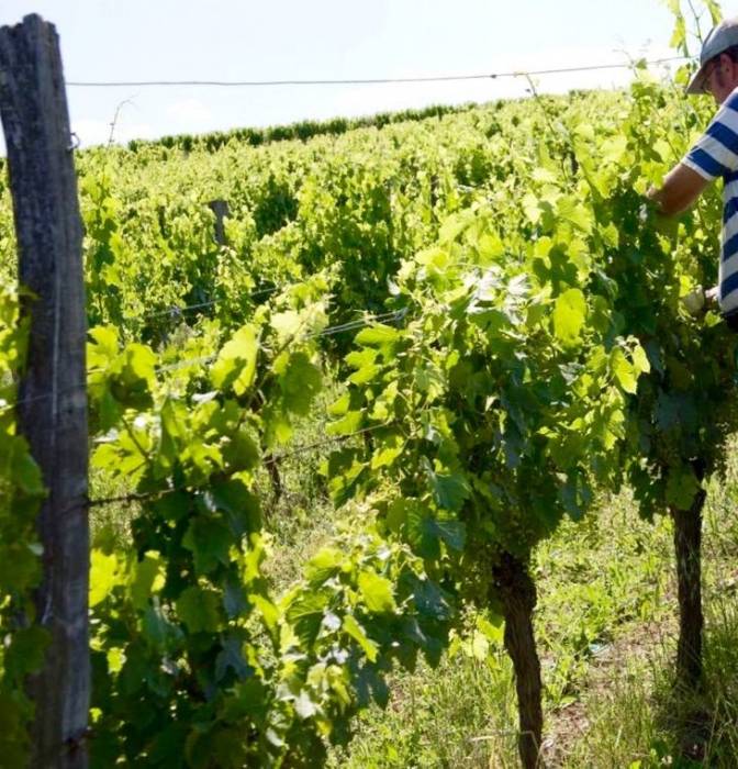 Шардоне 2-годовалый