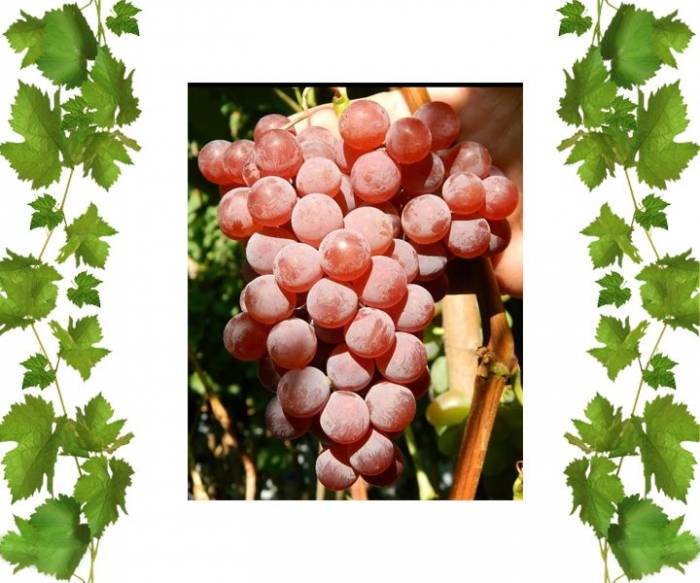 Купить кишмиш Катовба
