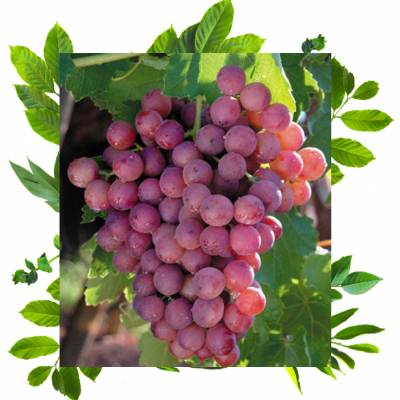 Флейм сидлис (Кишмиш Красное пламя)