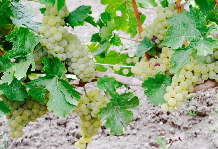 Купити Купити Йоханнитер технический устойчивый сорт с пасленовыми и грейпфрутовыми тонами в Україні в Україні