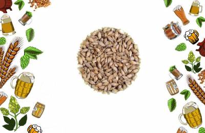 Солод Мюнхенский базовый тип 1 Munich type I   1 кг  Алнек