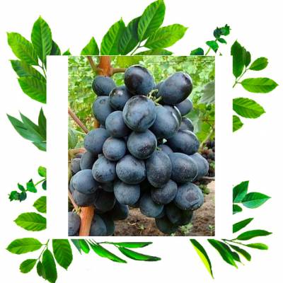 Корнесобственные саженцы винограда Руслан имеют сливовое послевкусие