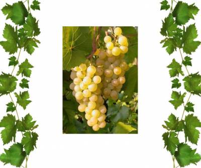 Виноград технический Бианка