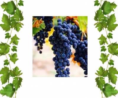 Пино Менье немецкая селекция для шампанских и игристых вин -21 2